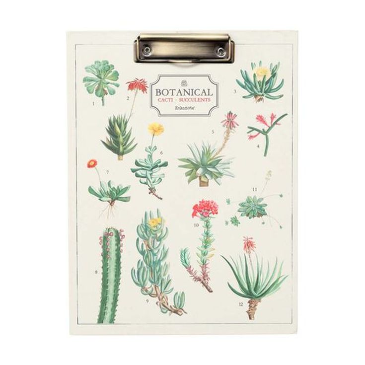 Carpeta A4 con Pinza Kokonote Botanical Cacti